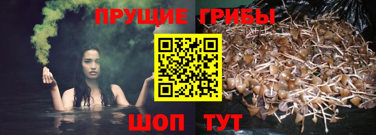 как найти   Вход с VPN  Углич  Псилоцибиновые грибы мицелий 